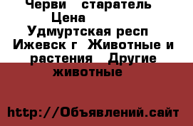 Черви – старатель › Цена ­ 1 500 - Удмуртская респ., Ижевск г. Животные и растения » Другие животные   